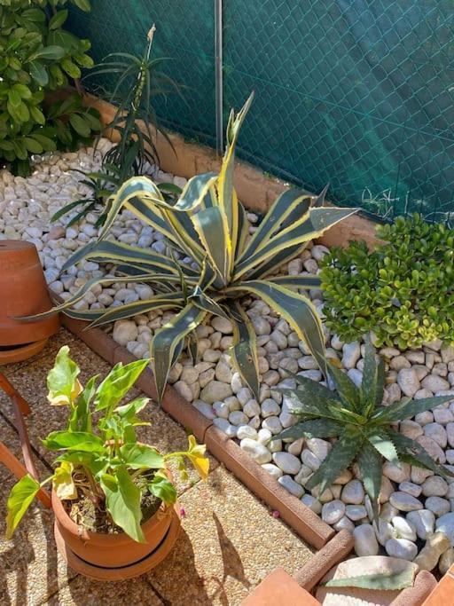 Charmant Studio Costebelle Proche Gare, Terrasse Et Parking Gratuit Apartment Hyeres Exterior photo
